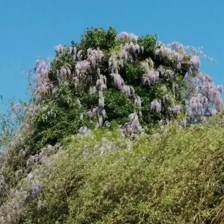 Apartment Honey House Parma