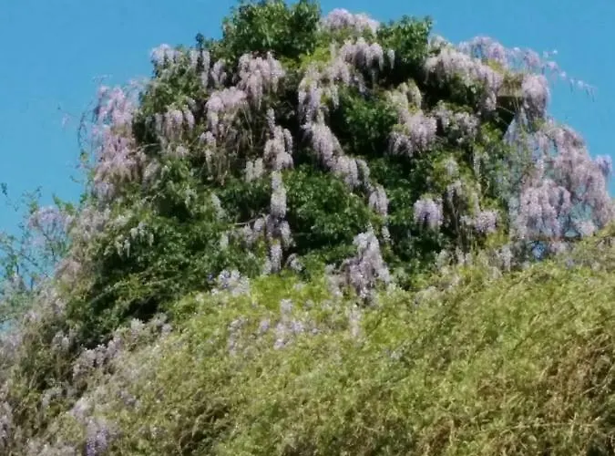 Lejlighed Honey House Parma